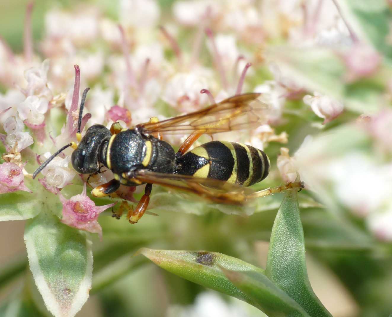 Gorytes cf. sulcifrons.